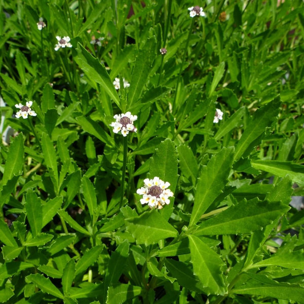 Frog Fruit, Turkey Tangle Frogfruit Butterfly Plants Almost Eden